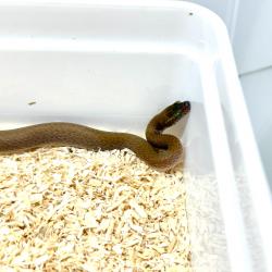 African House Snake