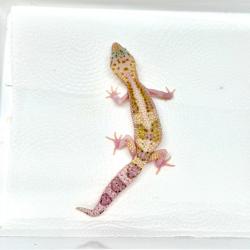 Mack Snow Eclipse het Albino