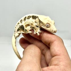 Lilly White. Fotografia demonstrativa.