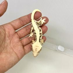 Lilly White. Fotografia demonstrativa.