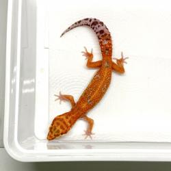 Gecko Leopardo