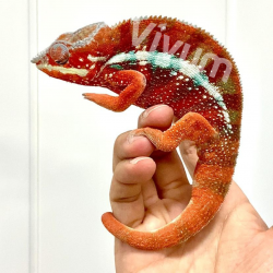 Camaleão Pantera