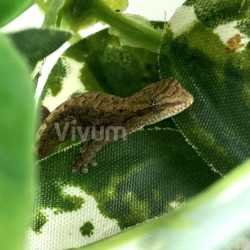 Mourning Gecko