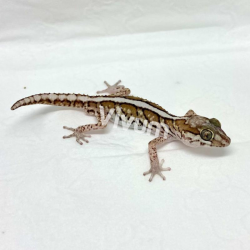 Gecko Pictus