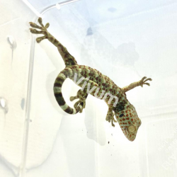 Gecko Tokay