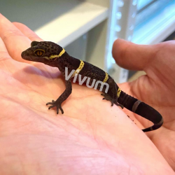 Chinese Cave Gecko