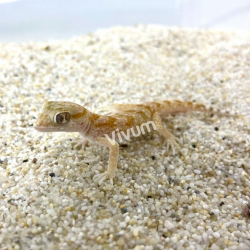 Gecko das Dunas