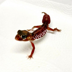 Knob-Tailed Gecko