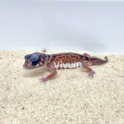 Midline Knob-Tailed Gecko