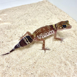 Thick-Tailed Gecko