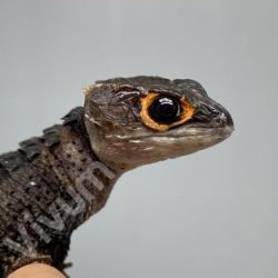 Escinco Crocodilo de Olhos...