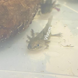 Axolote