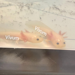 Leucistico. Fotografia demonstrativa.