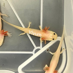 Leucistico. Fotografia demonstrativa.