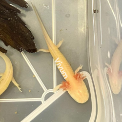 Axolote