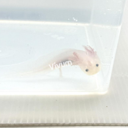 Leucistico White Pearl. Fotografia demonstrativa.