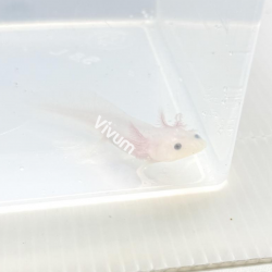 Leucistico White Pearl. Fotografia demonstrativa.