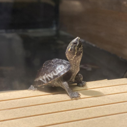 Tartaruga Almiscarada Comum