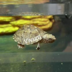 Tartaruga Almiscarada