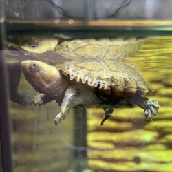 Tartaruga Escorpião