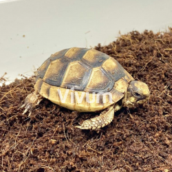 Tartaruga Marginata