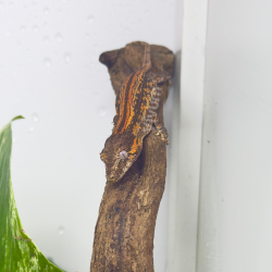 Gargoyle Gecko