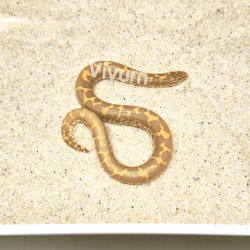 Hypo. Fotografia demonstrativa.