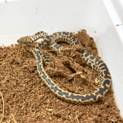 copy of Cape House Snake