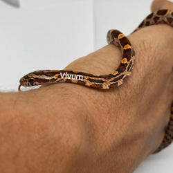 Cobra do Milho