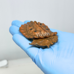 copy of Tartaruga...