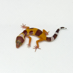Gecko Leopardo