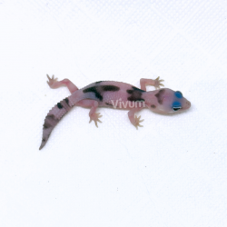 Gecko Africano de Cauda Gorda