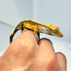 Gecko Crestado