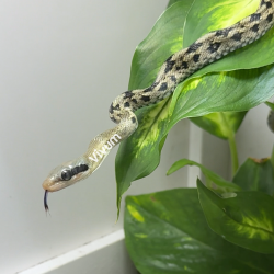Beauty Rat Snake