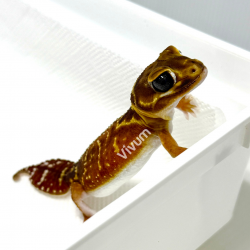 Knob-Tailed Gecko