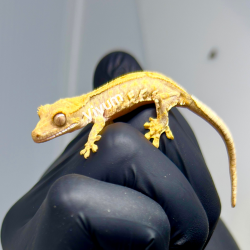 Gecko Crestado