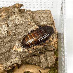 Barata Gigante de Madagáscar