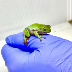 Rã Arborícola de White