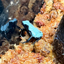 Adelphobates galactonotus