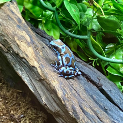 Dendrobates Auratus