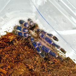 Tarântula Poecilotheria...