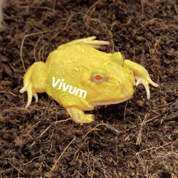 Pikachu. Fotografia demonstrativa.