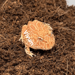 Strawberry. Fotografia demonstrativa.