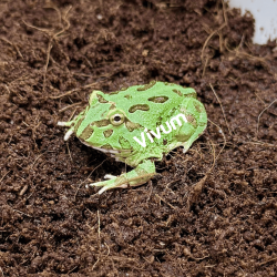 Samurai Blue. Fotografia demonstrativa.