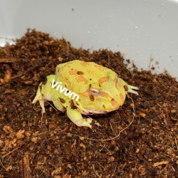 Albino. Fotografia demonstrativa.