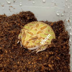 Apricot. Fotografia demonstrativa.