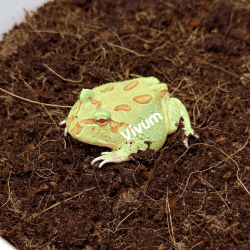 Lime Green. Fotografia demonstrativa.