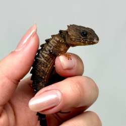 Escinco Crocodilo de Olhos...