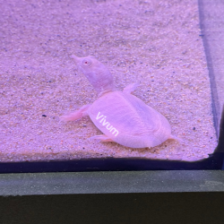 copy of Tartaruga Chinesa...