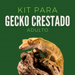 Kit Gecko Crestado Adulto